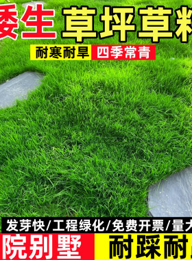 草坪种子四季青草籽护坡黑麦草种