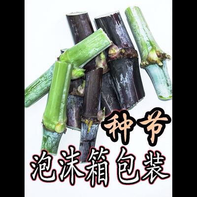 台湾甜象草种节多年生四季甜象草种子高产牧草巨菌草种苗子