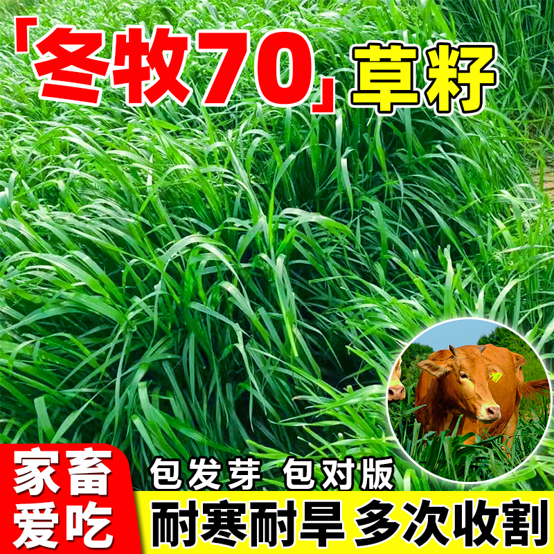 高产冬牧70黑麦草种籽四季常青多