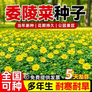 委陵菜种子花海工程造景南北方种植耐寒耐旱多年生白头翁蛤蟆草籽