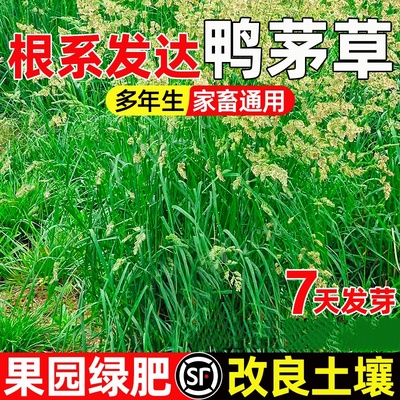 鸭茅草草籽果园绿肥家畜喜食高蛋