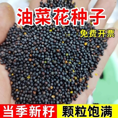 油菜花种子高产耐寒耐旱抗倒观赏食用高产早熟高出油多油菜花种籽