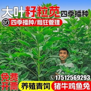 籽粒苋种子四季高产多年生牧草种籽叶大多汁高蛋白青饲喂养猪牛羊