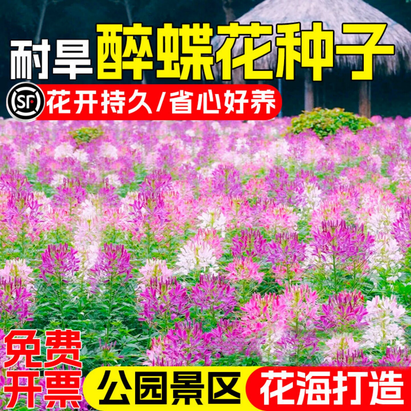 醉蝶花种子紫龙须凤蝶草蜘蛛花籽图片