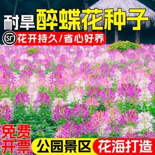 醉蝶花种子紫龙须凤蝶草蜘蛛花籽花坛室外阳台盆栽春季播简单易活