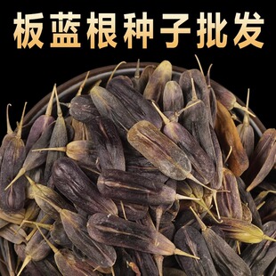板蓝根种子苗中药材大青叶种板蓝根籽种四季种植清热解毒植物种孑