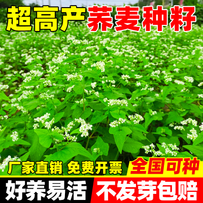 高产苦荞麦种籽甜荞麦草种子食用黑苦荞麦果园绿肥牧草耐贫瘠草籽