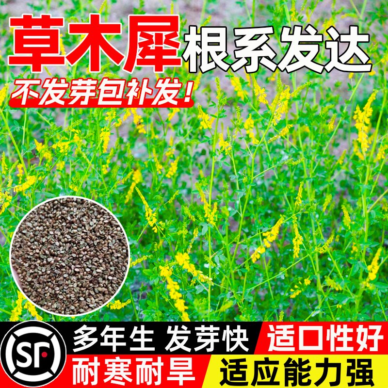 草木樨种籽耐寒耐旱多茬收割家畜