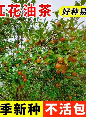 红花油茶种子嫁接山茶籽油茶茶果广西高产茶子树油茶四季播种