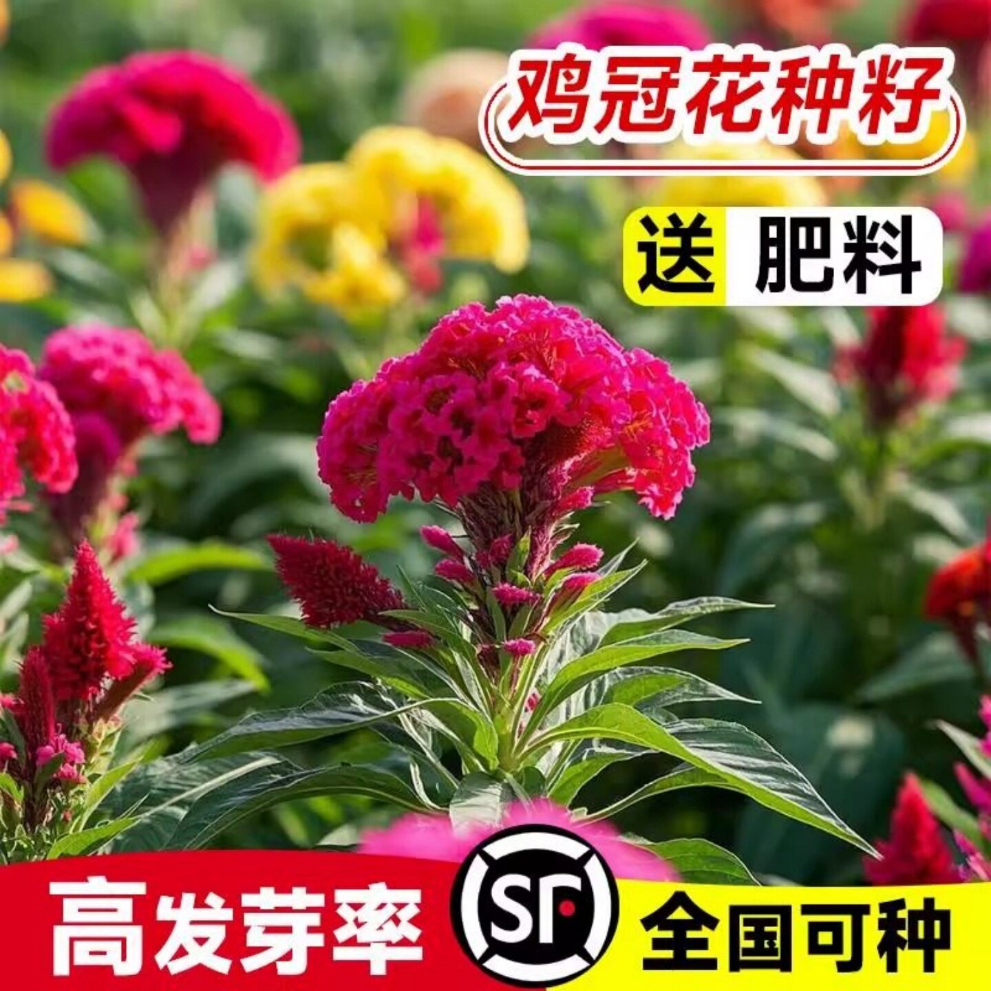 矮杆鸡冠花种籽子四季播种开花凤尾羽状易活盆栽庭院花卉花草籽孑
