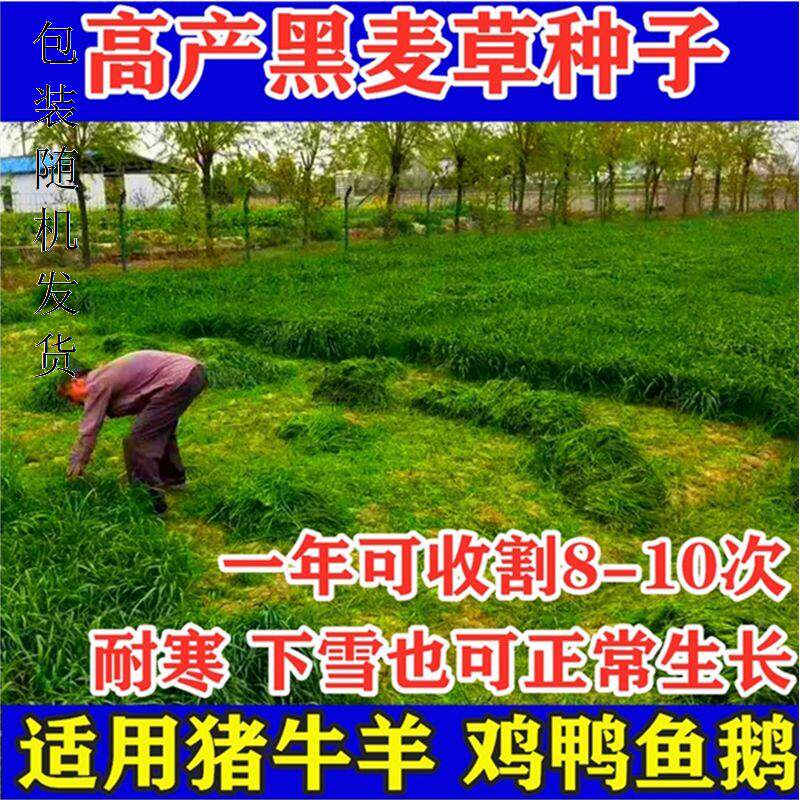 进口耐寒牧草种子多年生黑麦草种子四季常青鸡鸭鹅猪牛羊鱼草种籽