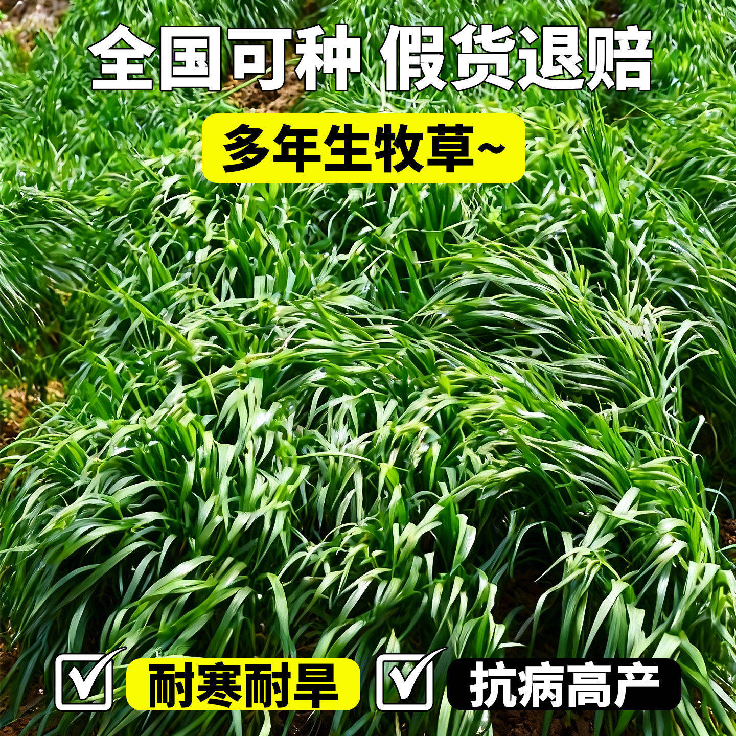 黑麦草种籽高蛋白畜高产型牧养殖耐寒耐旱多年生草籽四季牧草种子