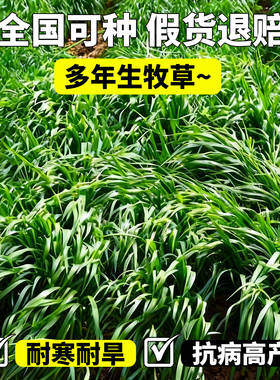 黑麦草种籽高蛋白畜高产型牧养殖