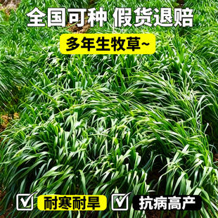 黑麦草种籽高蛋白畜高产型牧养殖耐寒耐旱多年生草籽四季牧草种子