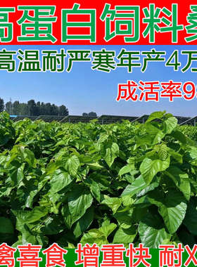 饲料桑树四季苗大叶种苗蛋白桑养猪养牛羊青贮养鱼鹅兔高产多年生
