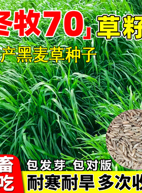 冬牧70黑麦草种籽子南北方耐寒高产养殖禽畜多年生四倍体牧草草籽