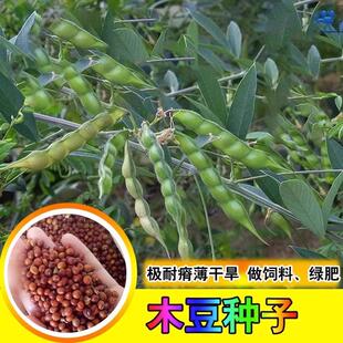 木豆种子护坡草灌木种籽多年生园林绿化食用饲料草籽耐旱耐寒生长