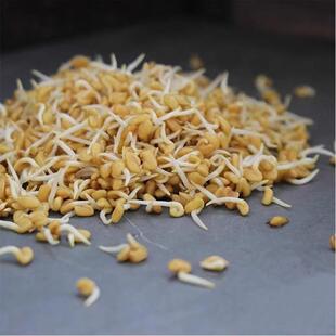 葫芦巴种子芽苗菜Fenugreek Sprouting Seed香豆苦豆香草种子