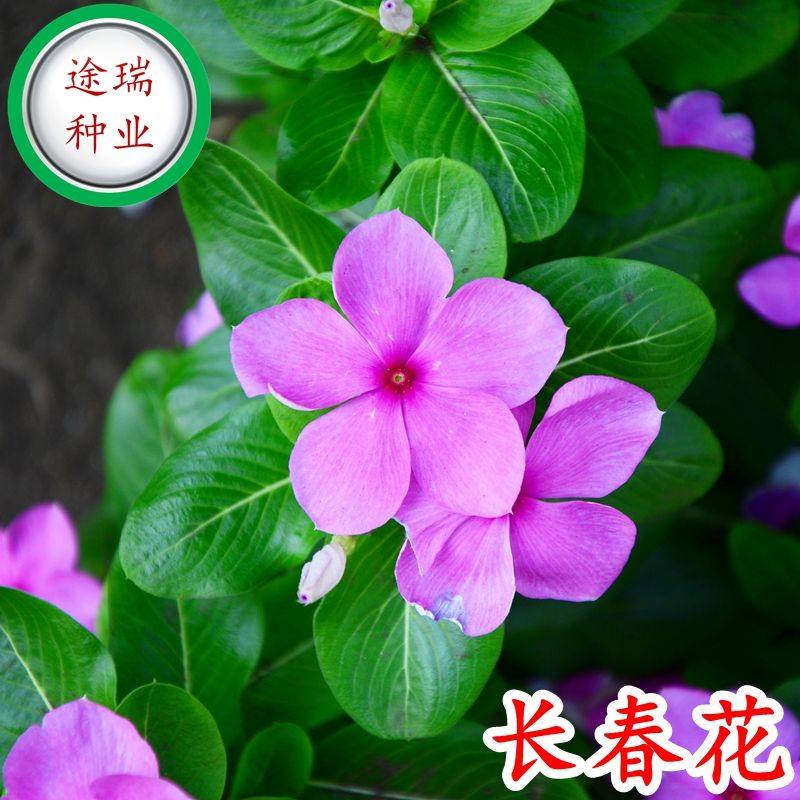 长春花种子天天开花期长多年生花海庭院室内阳台盆栽花卉花草种籽