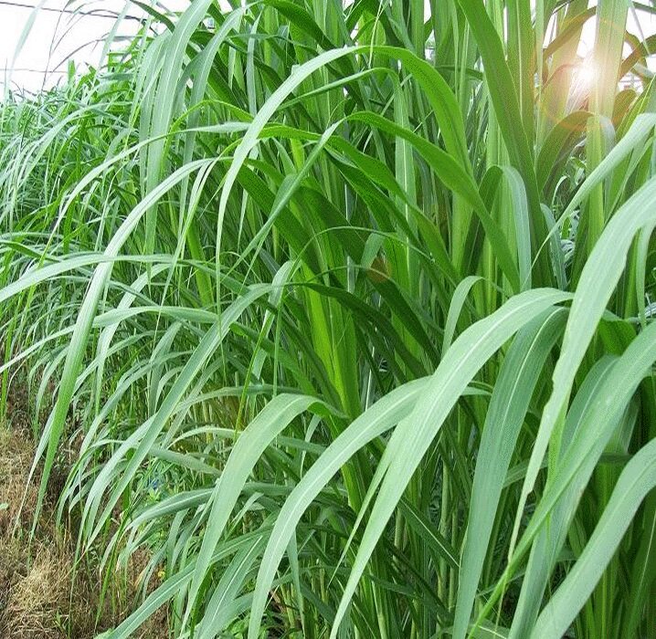 新型皇竹草 台湾甜象草种节 甜象草种子紫色多年生四季牧草芽包邮