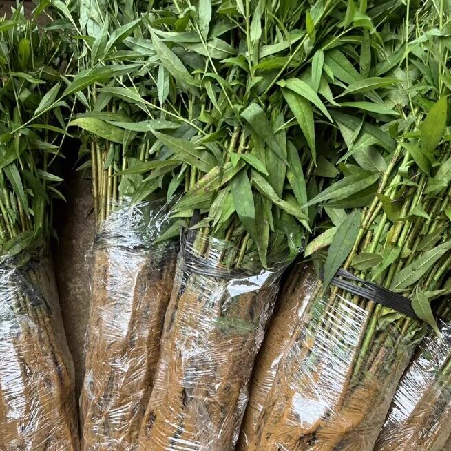 毛桃苗桃芽苗小苗实生苗李子嫁接砧木保鲜发货200颗包邮春季种植