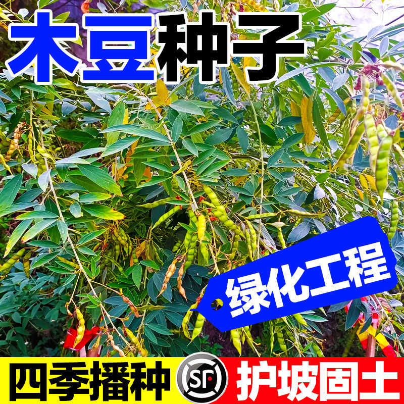 木豆种子多年生绿化固土豆蓉观音豆树豆柳豆绿化药材护坡灌木种籽图片