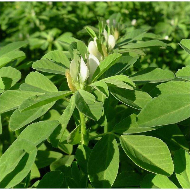 西北香料植物香豆子种子香草种子葫芦巴子籽芽苗菜 香豆子花卷调
