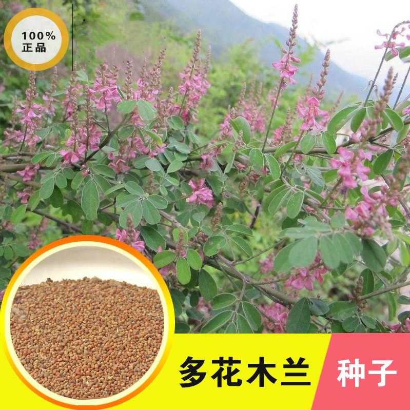 多花木兰种子种籽多花木蓝优良饲用灌木蜜源植物是优良的豆科牧草