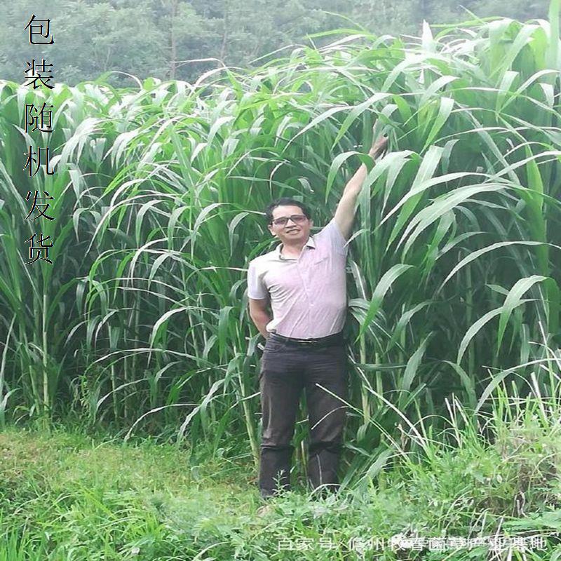高丹王草籽苏丹草杂交四季高产喂猪牛羊鸡兔养殖鱼牧草高丹草籽种