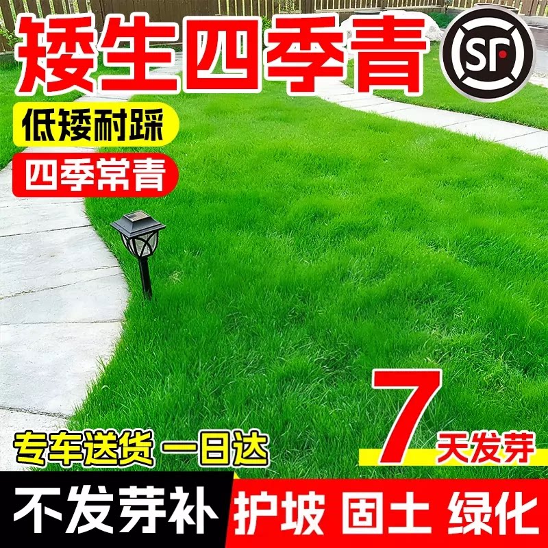 矮生四季青草籽混播耐寒旱四季常青耐踩踏小区工程绿化草坪种子孑