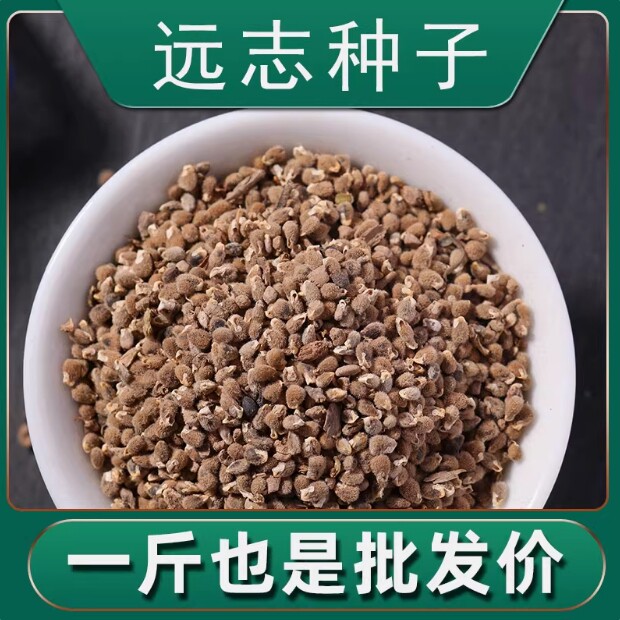 中药材远志种子远志籽药材种子种植简单易活四季播种耐寒耐旱易管