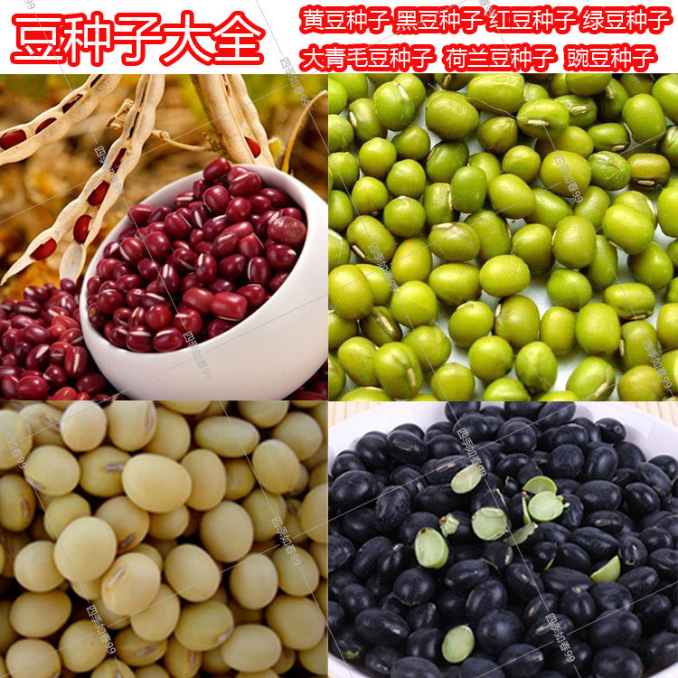 大豆种子黑豆豌豆蚕豆绿豆春秋图片