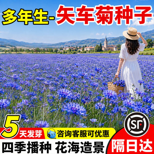 矢车菊种子室内外绿化造景庭院地栽阳台盆栽多年生耐热蓝色花卉籽