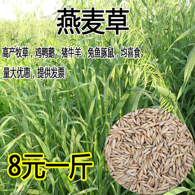 燕麦种子边锋燕麦牧草种子高产量饲料高营养 热卖春秋季种植