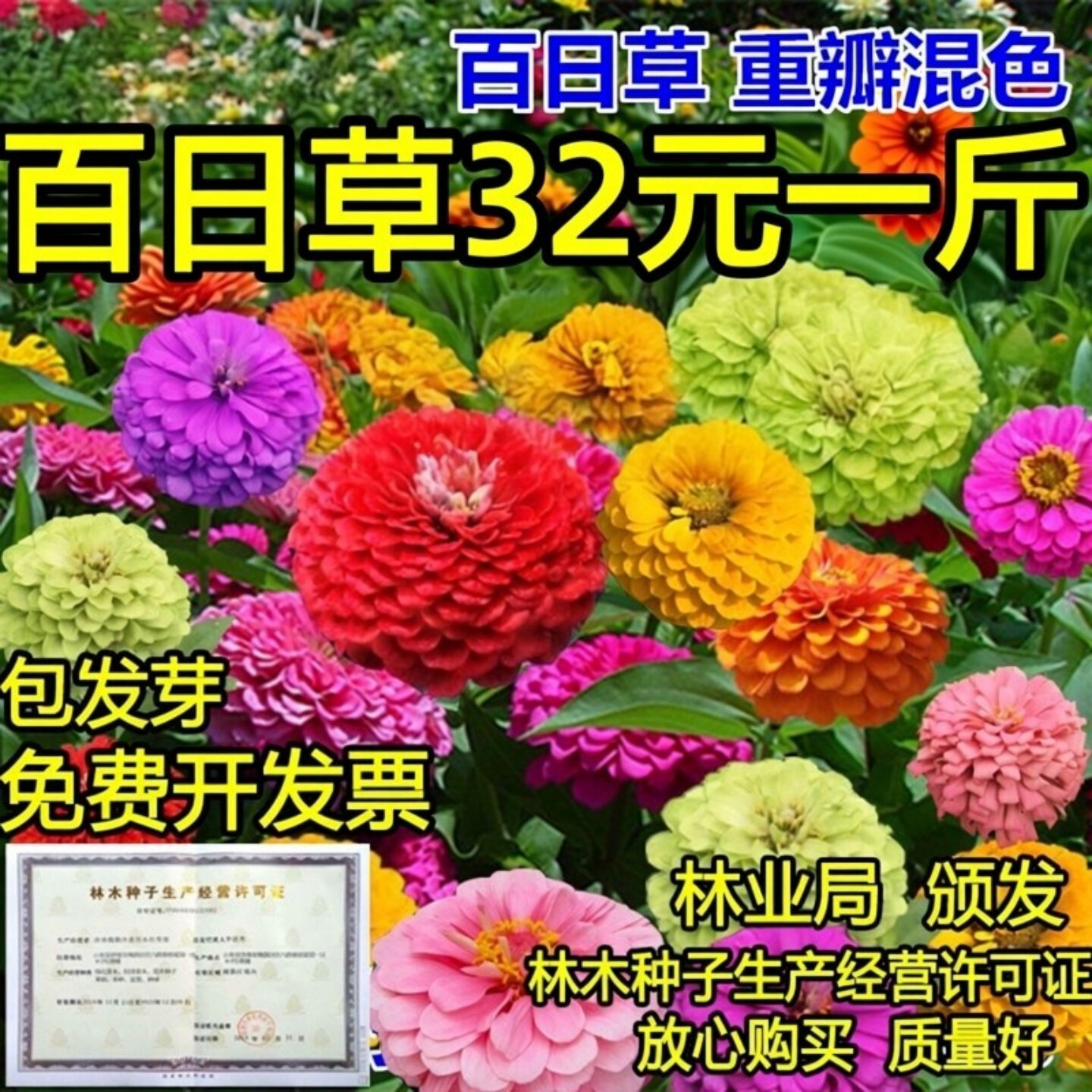 百日草花种子四季易种室外庭院阳台景观花海百日菊花种籽开花不断
