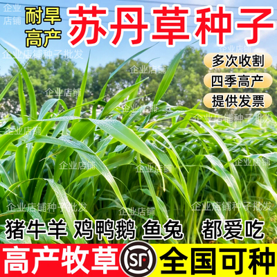 进口苏丹草草籽高丹草种四季猪牛羊种子牧草喂鱼养殖再生鱼草种籽