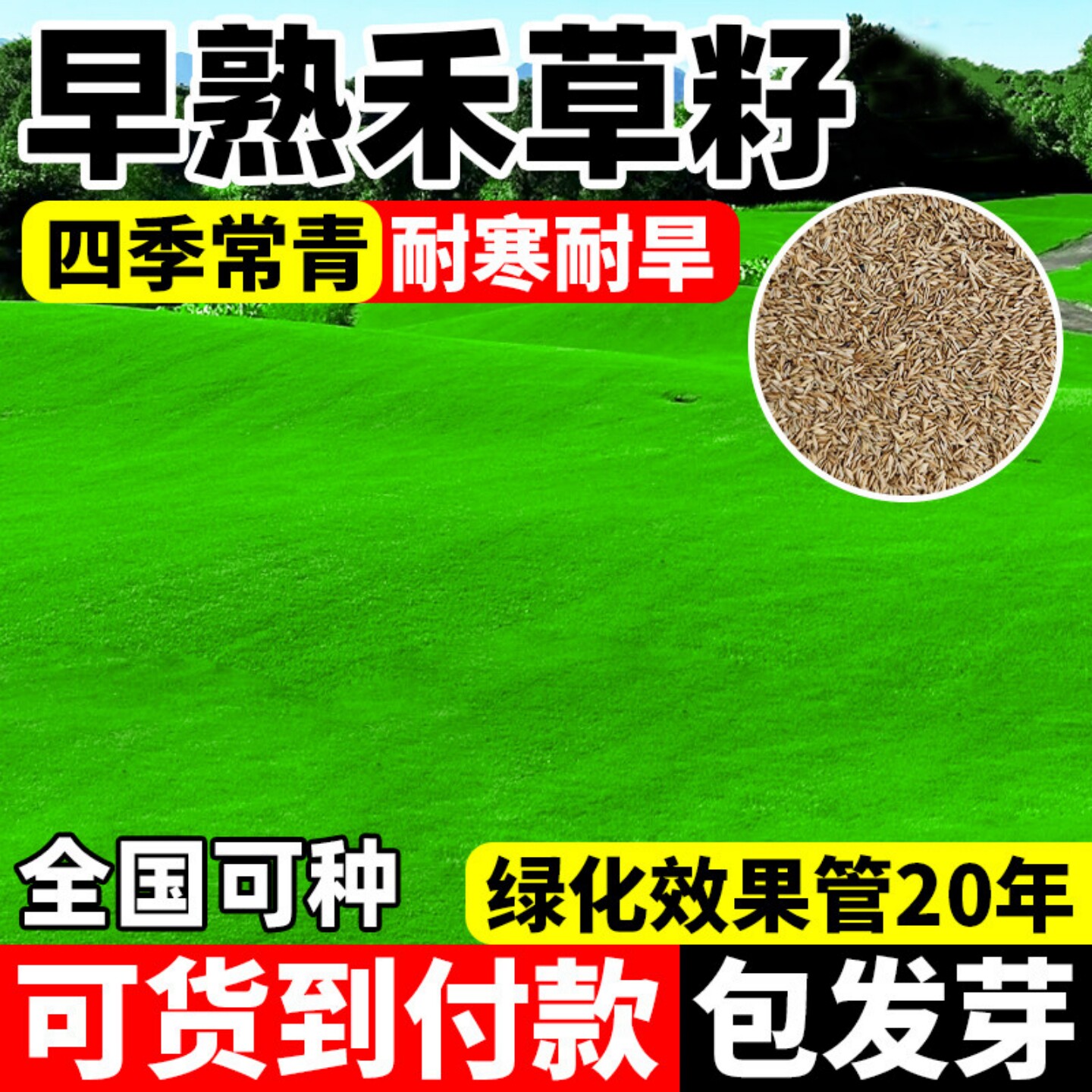 进口早熟禾草籽草坪种子矮生四季青庭院别墅耐践踏早熟禾草皮种子