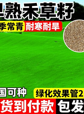 早熟禾草籽草坪种子矮生四季青