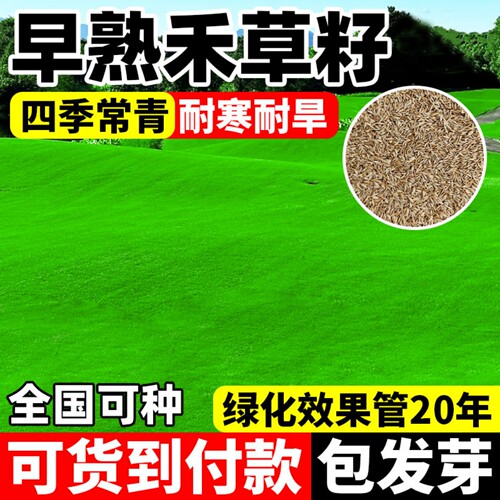 早熟禾草籽草坪种子矮生四季青