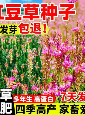 红豆草种子四季高蛋白多年生耐寒耐旱牧草草籽高产青饲绿肥草种籽