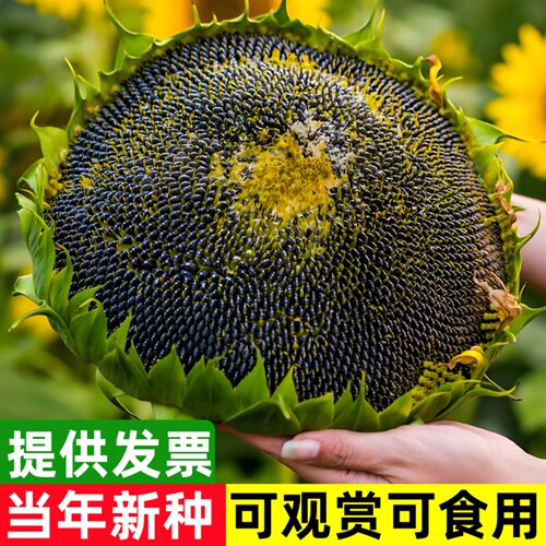 黑色食用四季盆栽特大向日葵种子