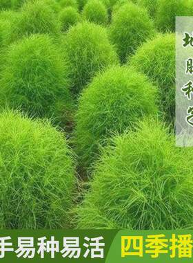 地肤种子地肤草籽球形庭院易活扫帚苗风滚草