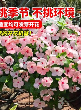 长春花种籽子四季播种耐热五叶梅日日春庭院花坛阳台盆栽宿根花籽