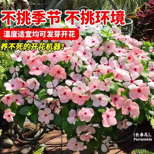 长春花种籽子四季播种耐热五叶梅日日春庭院花坛阳台盆栽宿根花籽