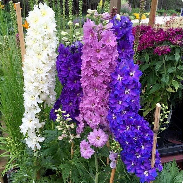 大花飞燕草庭院花种籽子四季播种开花室内混色秋季翠雀花种子花籽
