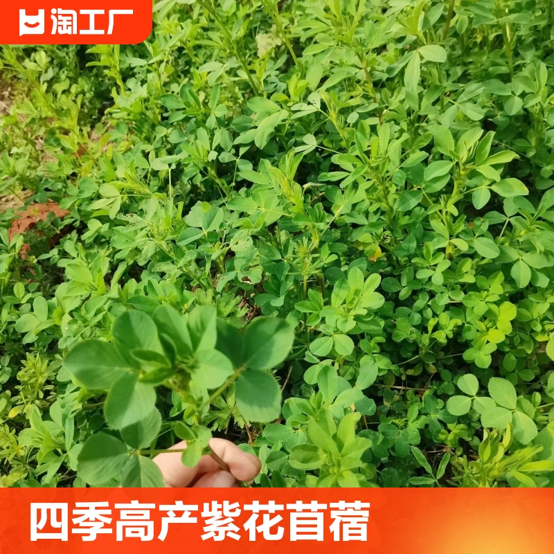 紫花苜蓿草种籽四季牧草种子喂猪兔鸡鸭鹅鱼草籽种种植高产食用