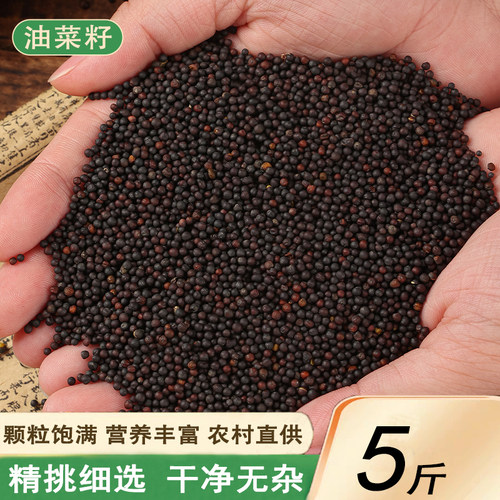 油菜花种子室外观赏食用榨油高产四季春秋播种耐寒彩色油菜花种籽