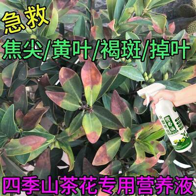 山茶花营养液治黄叶焦尖山茶花专用肥山茶花专用营养液山茶花肥料