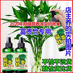 富贵竹水培植物营养液治叶子发黄红紫竹节节高观音竹叶面喷施生根