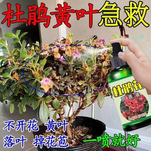 杜鹃花专用肥催开花防黄叶干枯掉苞酸性植物叶面喷施营养液活力素